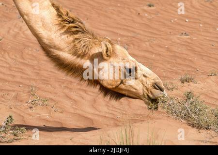 Dettaglio di testa e collo di arabo, o anche dromedario cammello che si nutrono su cespugli in una giornata calda nel deserto di Wahiba Sands, Oman. Deserto maestoso a Foto Stock