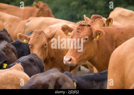 Mandria di bovini Hereford con vitelli. Bestiame in un campo su una fattoria. Aylesbury vale, Buckinghamshire, Regno Unito Foto Stock