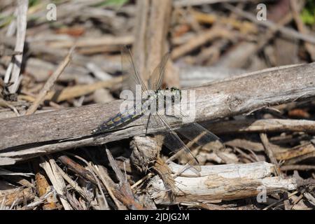 Una libellula che riposa su un ramo secco al sole Foto Stock