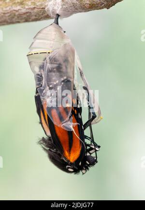 Farfalla Monarch (danaus plexippus) che emerge dal suo crisali Foto Stock