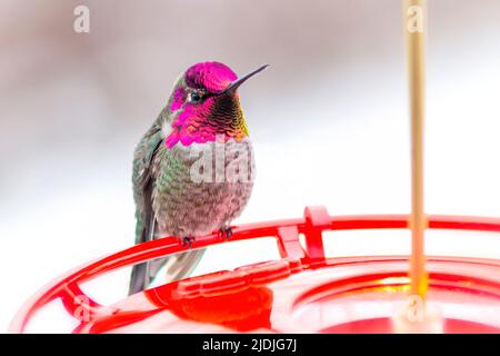 Un colibrì maschio di Anna seduto su un alimentatore Foto Stock