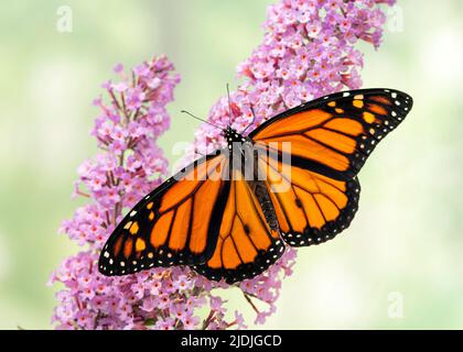 Primo piano di una farfalla maschile monarca (danaus plexippus) che si alimenta su un fiore rosa boscaglia farfalla (buddleia) - sfondo verde morbido Foto Stock
