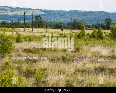 Foulshaw Moss una torbiera rialzata di pianura, che oltre ad essere una riserva naturale è vitral per il sequestro del carbonio, South Cumbria, Regno Unito. Foto Stock