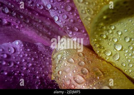 Foto macro di foglie di tulipano con gocce d'acqua. Sfondo astratto della natura Foto Stock