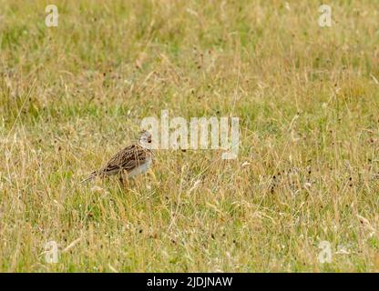 Uno Skylark eurasiatico, Alauda arvensis, cantando a Walney Island, Cumbria, Regno Unito. Foto Stock