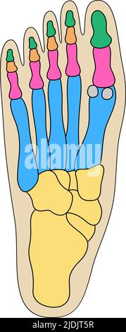 Anatomia delle ossa del piede umano. Struttura delle parti del piede colorate. Illustrazione vettoriale dello schema della base della gamba umana. Illustrazione Vettoriale