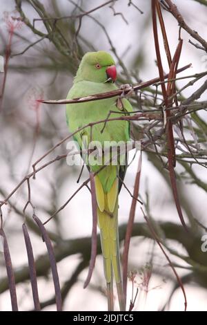 Parakeet Alexandrine su un albero che alimenta Foto Stock