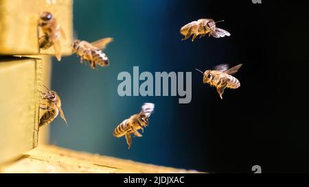 Un gruppo di api vicino all'alveare in volo Foto Stock