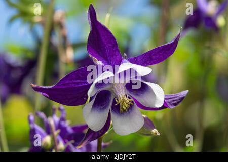 Primo piano di un fiore di aquilegia viola e bianco in fiore Foto Stock