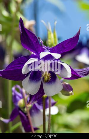 Primo piano di un fiore di aquilegia viola e bianco in fiore Foto Stock