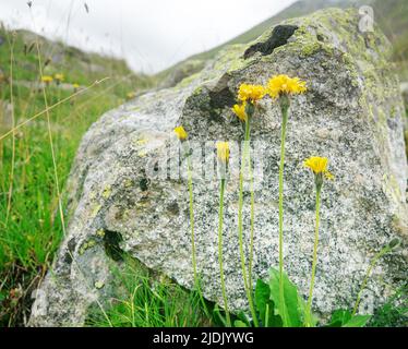 Alghe (Hieracium sp.) nei prati montani del Caucaso Foto Stock