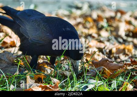 Rook alla ricerca di feed. L'uccello scava il suo becco nell'erba e foglie secche in cerca di lombrichi. Foto Stock