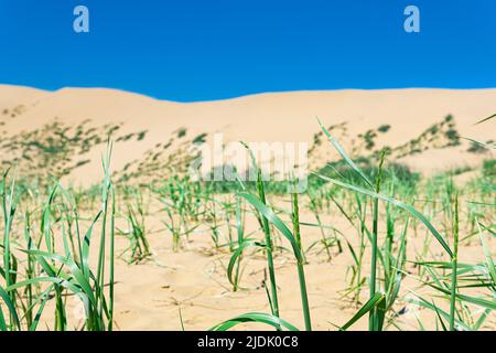 gambo di erba di cereali selvatici crescono dalla sabbia dopo la pioggia nel deserto Foto Stock