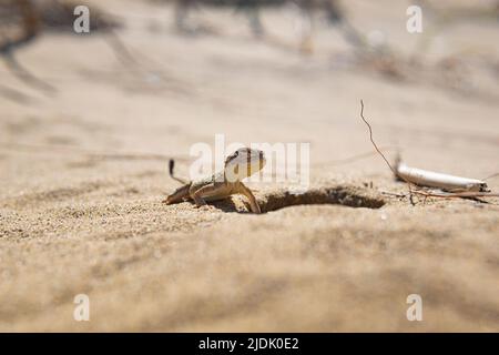 ritratto di deserto lucertola segreto testa agama vicino alla sua sepoltura Foto Stock