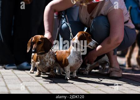 Due mini dachshund, in città su guinzagli. Foto di alta qualità Foto Stock