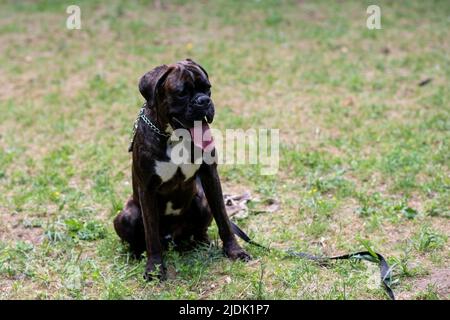 Boxer di colore scuro, coda non ancorata, al guinzaglio nel parco. Foto di alta qualità Foto Stock