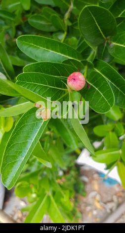 Carissa carandas , Mango yawning limone su fusto verde foglia Foto Stock