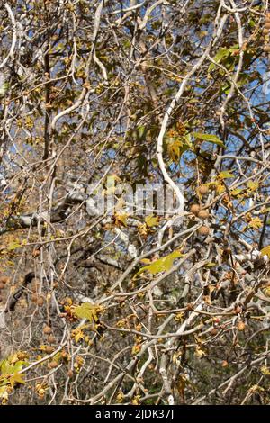 Splendidi rami imponenti della nativa Platanus racemosa nell'habitat costiero ripariano delle montagne di Santa Monica. Foto Stock