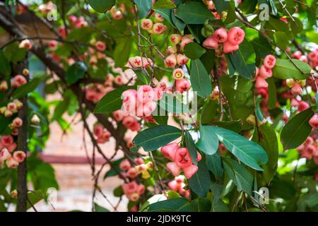 Un melo di cera pieno di frutta Foto Stock