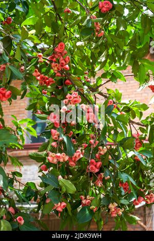 Un melo di cera pieno di frutta Foto Stock
