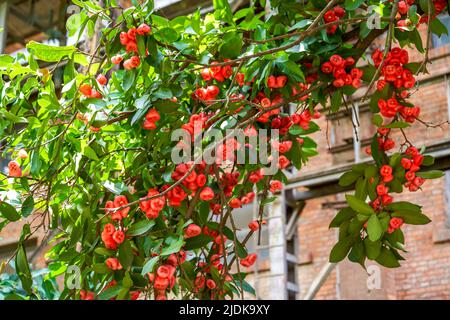 Un melo di cera pieno di frutta Foto Stock