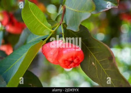 Un melo di cera pieno di frutta Foto Stock