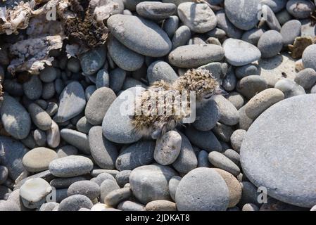 Uno sguardo alla vita in Nuova Zelanda: Pesca a spettacolari bocche fluviali per Searun Trout. Avifauna locale: Bambino Dotterel Banded nascondersi nelle pietre. Foto Stock