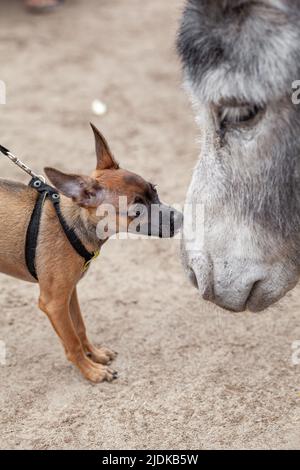 Un piccolo cane marrone sta ottenendo conoscere e baciare un asino grigio ad una fattoria di asini. Primo piano. Giocattolo cane terrier. Vita rurale con animali. Foto Stock