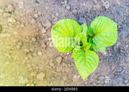 Un giovane cespuglio di patate cresce nel terreno su un giardino letto da vicino vista dall'alto. Foto Stock