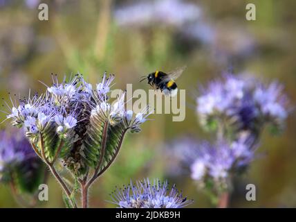 16 giugno 2022, Brandeburgo, Werder (Havel): Un bumblebee vola al fiore di tansy (phacelia tanacetifolia) vicino al villaggio di Plötzin. Il fiore, chiamato anche pascolo delle api, non è solo cibo per le api e i bumblebees, ma serve anche a riposare e fertilizzare il terreno prima della semina del grano successivo. Anche il mercoledì, il DWD si aspetta molto sole. Con alti compresi tra 25 e 29 gradi, sarà ancora più caldo. Tuttavia, secondo le previsioni, si raffredderà notevolmente di nuovo di notte con bassi tra 14 e 10 gradi. Il giovedì, secondo le previsioni, rimarrà soleggiato un Foto Stock