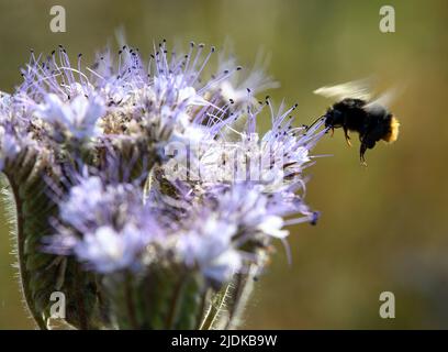 16 giugno 2022, Brandeburgo, Werder (Havel): Un bumblebee vola al fiore di tansy (phacelia tanacetifolia) vicino al villaggio di Plötzin. Il fiore, chiamato anche pascolo delle api, non è solo cibo per le api e i bumblebees, ma serve anche a riposare e fertilizzare il terreno prima della semina del grano successivo. Anche il mercoledì, il DWD si aspetta molto sole. Con alti compresi tra 25 e 29 gradi, sarà ancora più caldo. Tuttavia, secondo le previsioni, si raffredderà notevolmente di nuovo di notte con bassi tra 14 e 10 gradi. Il giovedì, secondo le previsioni, rimarrà soleggiato un Foto Stock