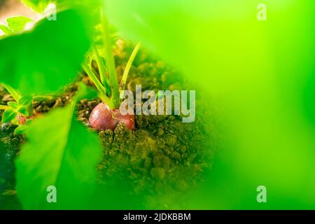 Succosa raccolto di radice fresca di ravanello rosso primo piano nel terreno nel letto del giardino Foto Stock