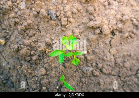 Giovani germogli di prezzemolo crescono nel terreno del letto del giardino Foto Stock