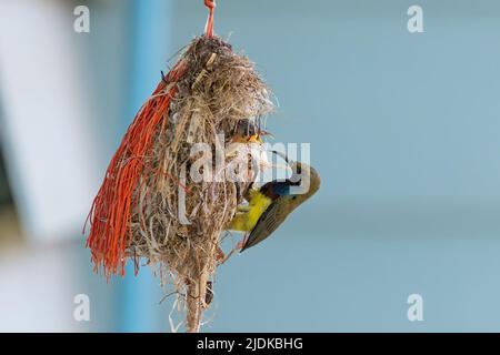 Primo piano l'uccello da sole con retro di oliva sta allattando un bambino nel nido. Foto Stock