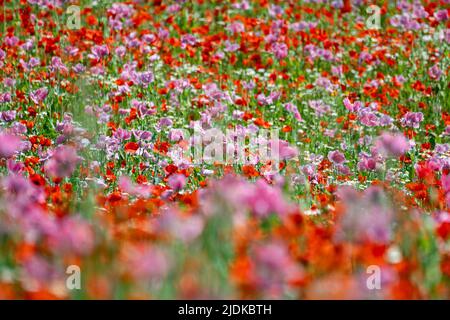 Germerode, Germania. 21st giugno 2022. I papaveri fioriscono nel Parco Naturale di Frau-Holle-Land. Ogni anno nei mesi di giugno e luglio il papavero fiorisce nel Parco Geo-Nature Hessian Nord. Credit: Swen Pförtner/dpa/Alamy Live News Foto Stock