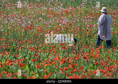 Germerode, Germania. 21st giugno 2022. Un visitatore cammina il suo cane attraverso i fiori di papavero nel Frau-Holle-Land Geo-Nature Park. Ogni anno nei mesi di giugno e luglio il papavero fiorisce nel Parco Geo-Nature Hessian Nord. Credit: Swen Pförtner/dpa/Alamy Live News Foto Stock