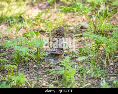 L'uccello di legno Redwing, Turdus iliacus, nutre il pulcino di lombrichi sul terreno. Un pulcino adulto ha lasciato il nido ma i suoi genitori continuano a prendersi cura o Foto Stock