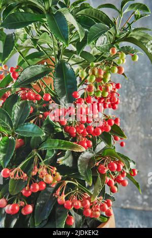 Nana Burford Holly che cresce in vaso di fiori su calcestruzzo blu Foto Stock