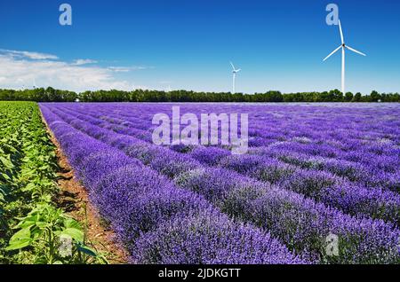 Campo di lavanda in fiore e turbine eoliche sullo sfondo in Bulgaria Foto Stock