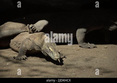 Draghi di Komodo (Varanus komodoensis) che riposano sotto un edificio a palafitte nell'isola di Rinca, una parte del Parco Nazionale di Komodo a Manggarai occidentale, Nusa Tenggara orientale, Indonesia. I draghi di Komodo sono endemici per le isole di Komodo, Rinca, Nusa Kode e Gili Motang, tutti all'interno dell'area del Parco Nazionale di Komodo, secondo il programma di sopravvivenza di Komodo. Circa 2.450 draghi komodo stanno girando nel Parco Nazionale di Komodo con Rinca Island sostengono tra 1.100 e 1.500 individui, la più grande sottopopolazione, secondo un dato del 2021. Foto Stock