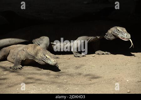 Draghi di Komodo (Varanus komodoensis) che riposano sotto un edificio a palafitte nell'isola di Rinca, una parte del Parco Nazionale di Komodo a Manggarai occidentale, Nusa Tenggara orientale, Indonesia. I draghi di Komodo sono endemici per le isole di Komodo, Rinca, Nusa Kode e Gili Motang, tutti all'interno dell'area del Parco Nazionale di Komodo, secondo il programma di sopravvivenza di Komodo. Circa 2.450 draghi komodo stanno girando nel Parco Nazionale di Komodo con Rinca Island sostengono tra 1.100 e 1.500 individui, la più grande sottopopolazione, secondo un dato del 2021. Foto Stock