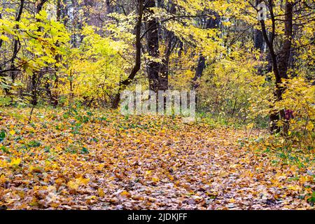 Strada in autunno foresta cosparsa di foglie gialle. Autunno foresta. Messa a fuoco selettiva. Foto Stock
