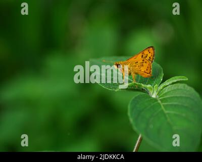 Farfalla skipper Fiery su foglia di piante con sfondo verde naturale, strisce nere e puntini sulle ali marroni di un insetto tropicale, Thailandia Foto Stock