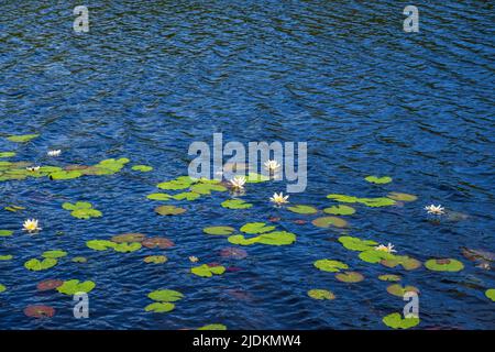 Fiori bianchi di giglio d'acqua sulla superficie d'acqua Foto Stock