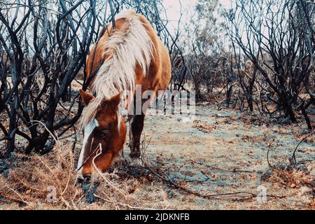 Il parco nazionale della New Forest in Hampshire UK - Equitazione sulla New Forest Foto Stock