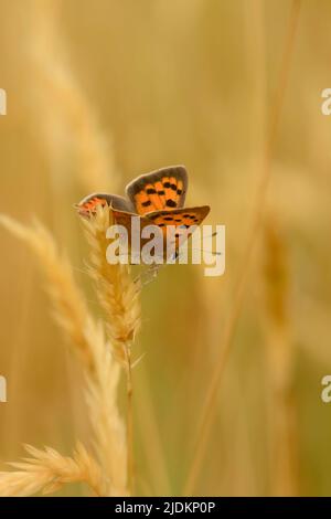 Piccola farfalla di rame - Lycaena phlaeas Foto Stock