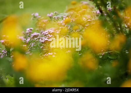 Rosa Saponaria ocimoides in sole primavera giorno Foto Stock