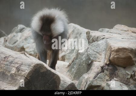 Baboon su roccia. Scimmie rilassate che vivono nell'associazione di famiglia. Scimmie grandi. Foto animale di mammifero africano Foto Stock