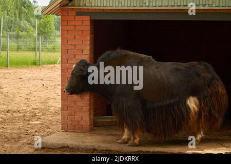 Bos grunniens. Una femmina yak domestico si trova in un Corral Foto Stock