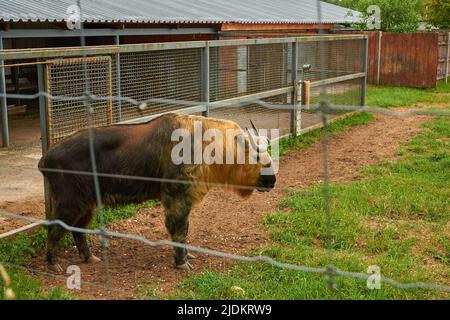 Budorcas taxicolor tibetana. Maschio Sichuan takin in una voliera Foto Stock